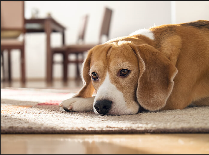 petready